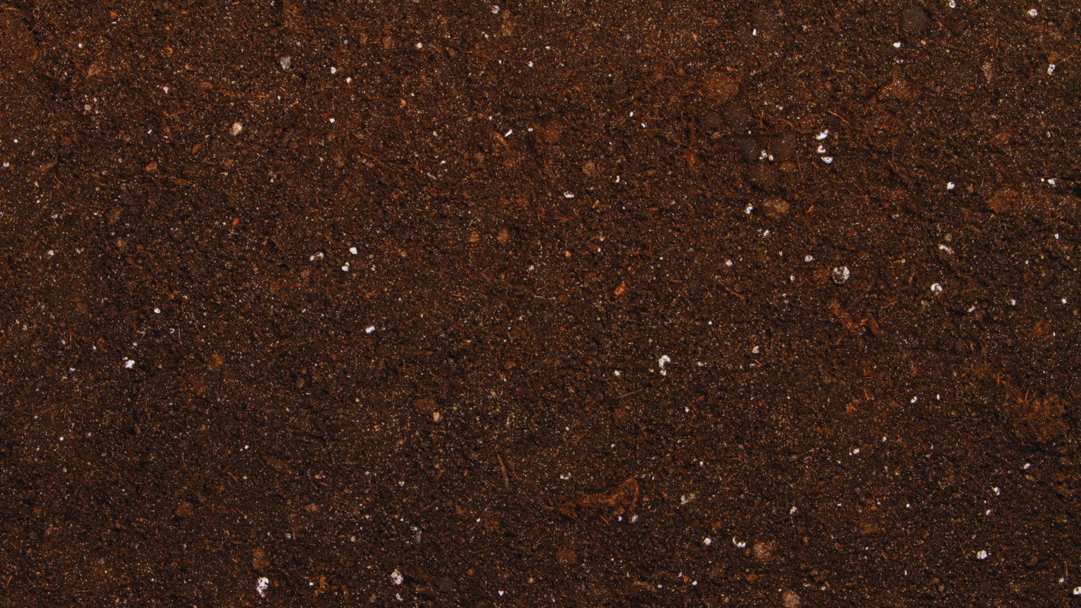 What Is PeatFree Compost? 🌼 An Introduction For Beginners Little Leafy
