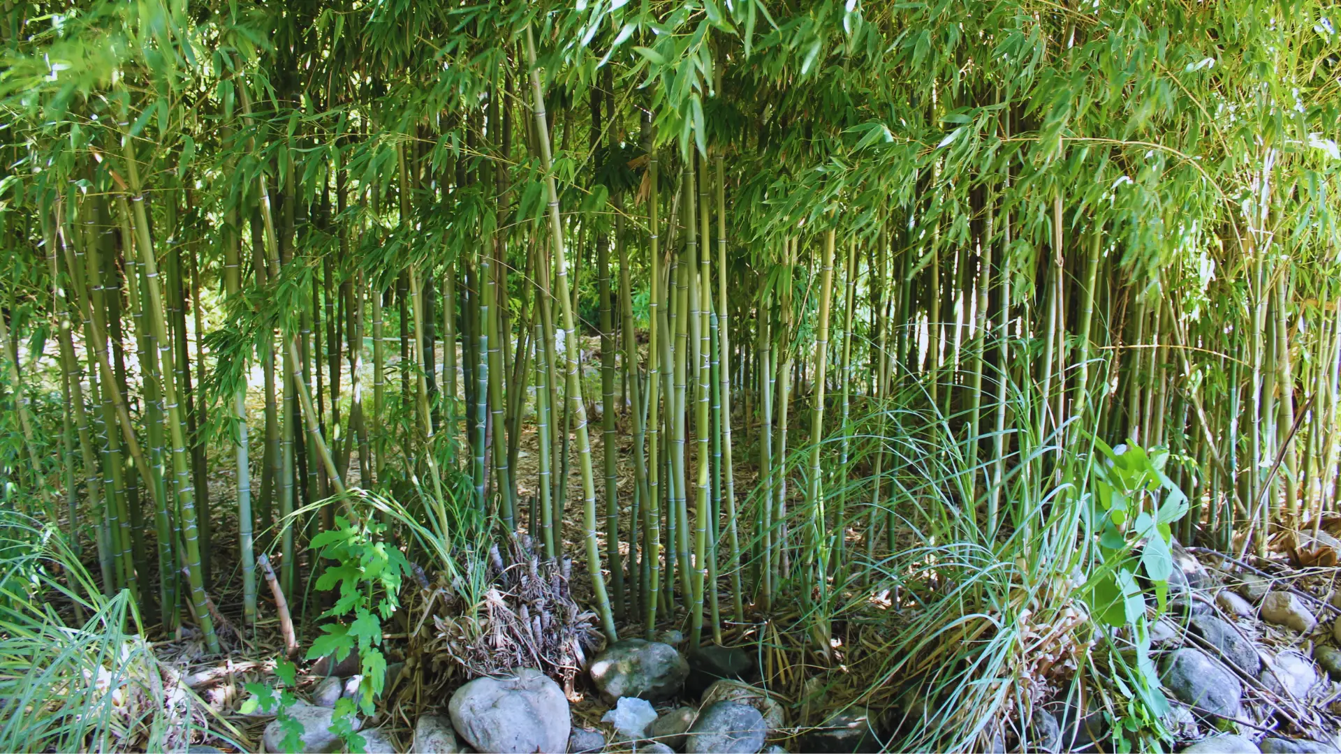 is rice water good for bamboo plants