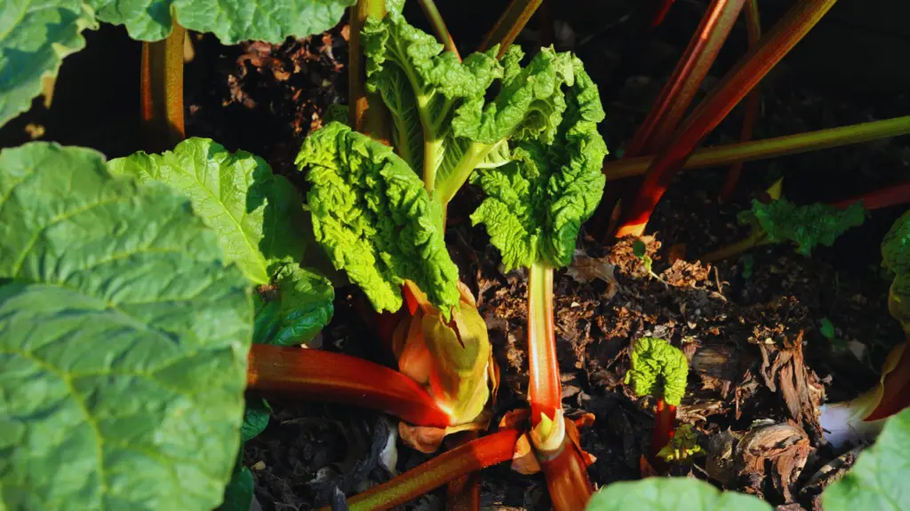 Can You Compost Rhubarb Leaves? (Yes, Here's How) Little Leafy