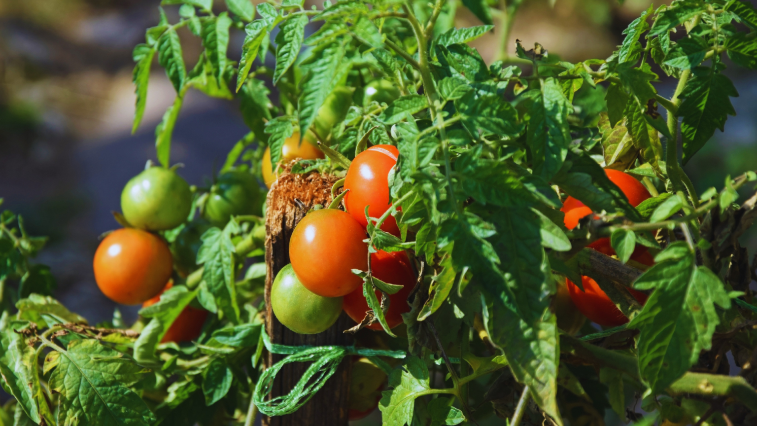 Are Coffee Grounds Good For Tomato Plants? ☕ Little Leafy