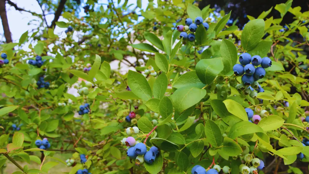 Are Coffee Grounds Good For Blueberries? ☕ Little Leafy