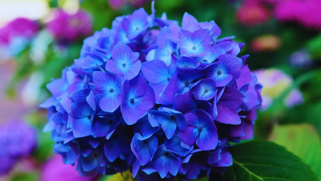 Are Coffee Grounds Good For Hydrangeas Little Leafy
