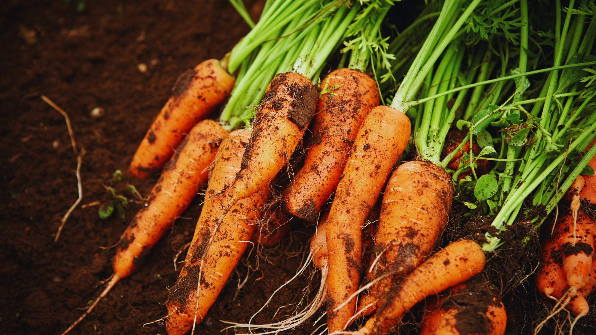 Can You Grow Carrots In Ericaceous Compost