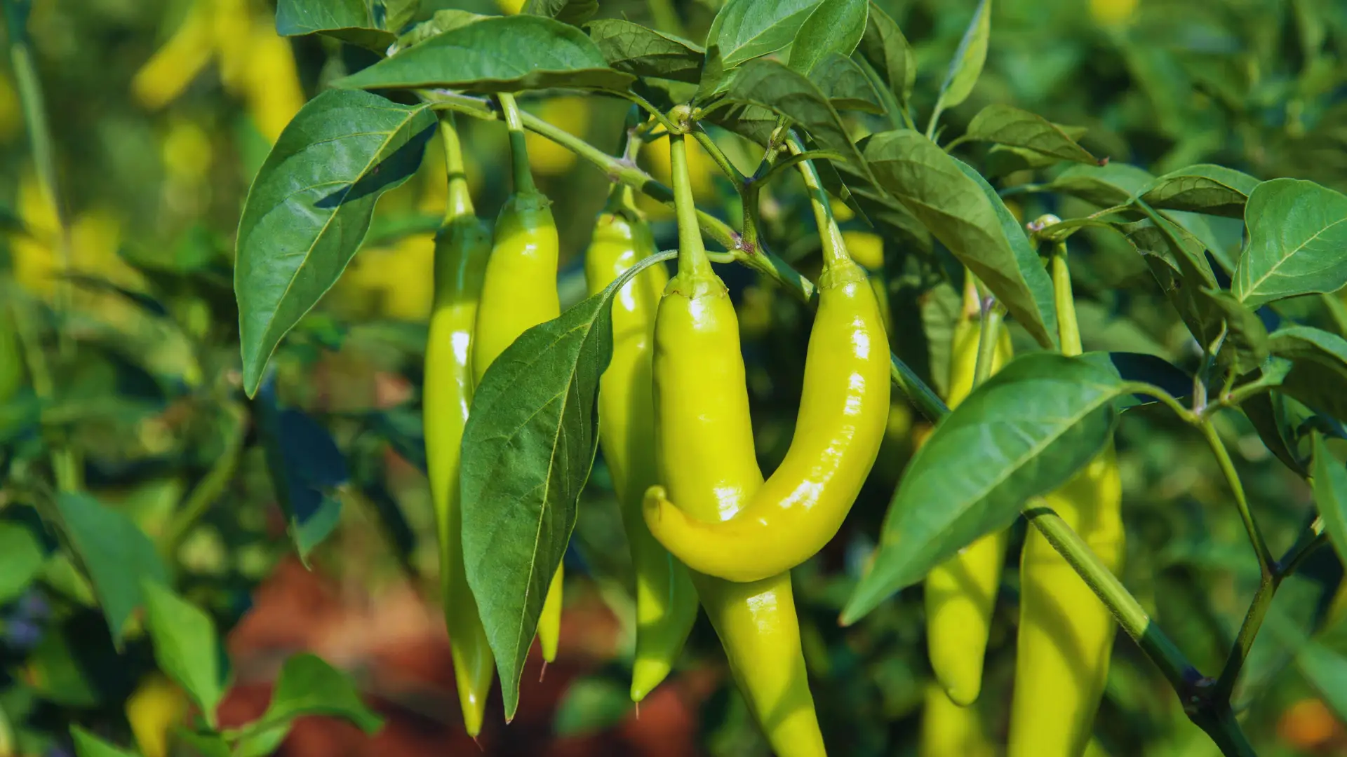 Can You Grow Chilies In Ericaceous Compost