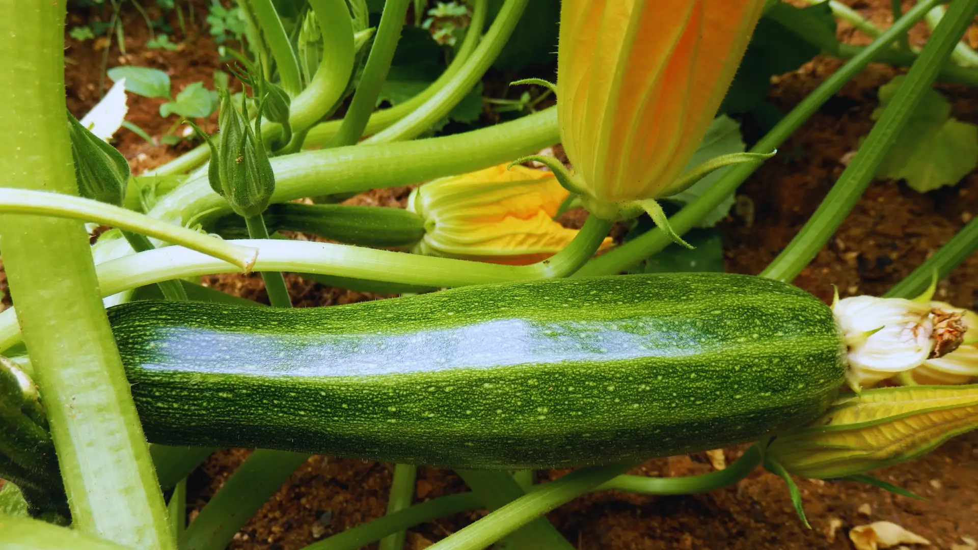 Can You Grow Courgettes In Ericaceous Compost