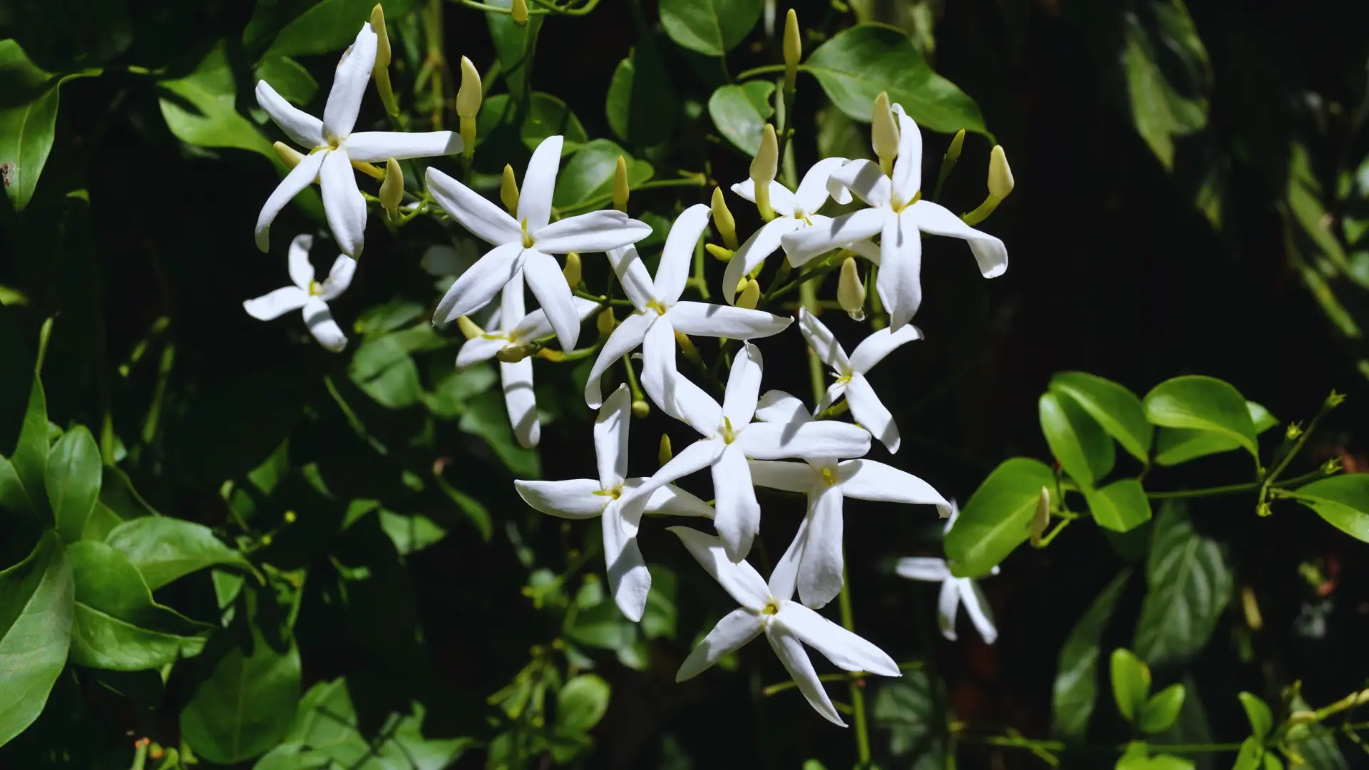Can You Grow Jasmine In Ericaceous Compost