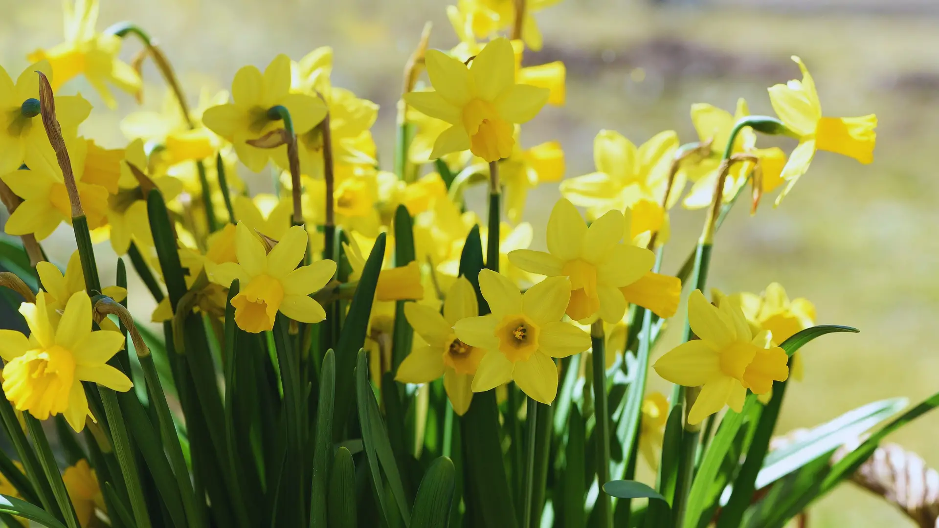Can You Plant Daffodils In Ericaceous Compost