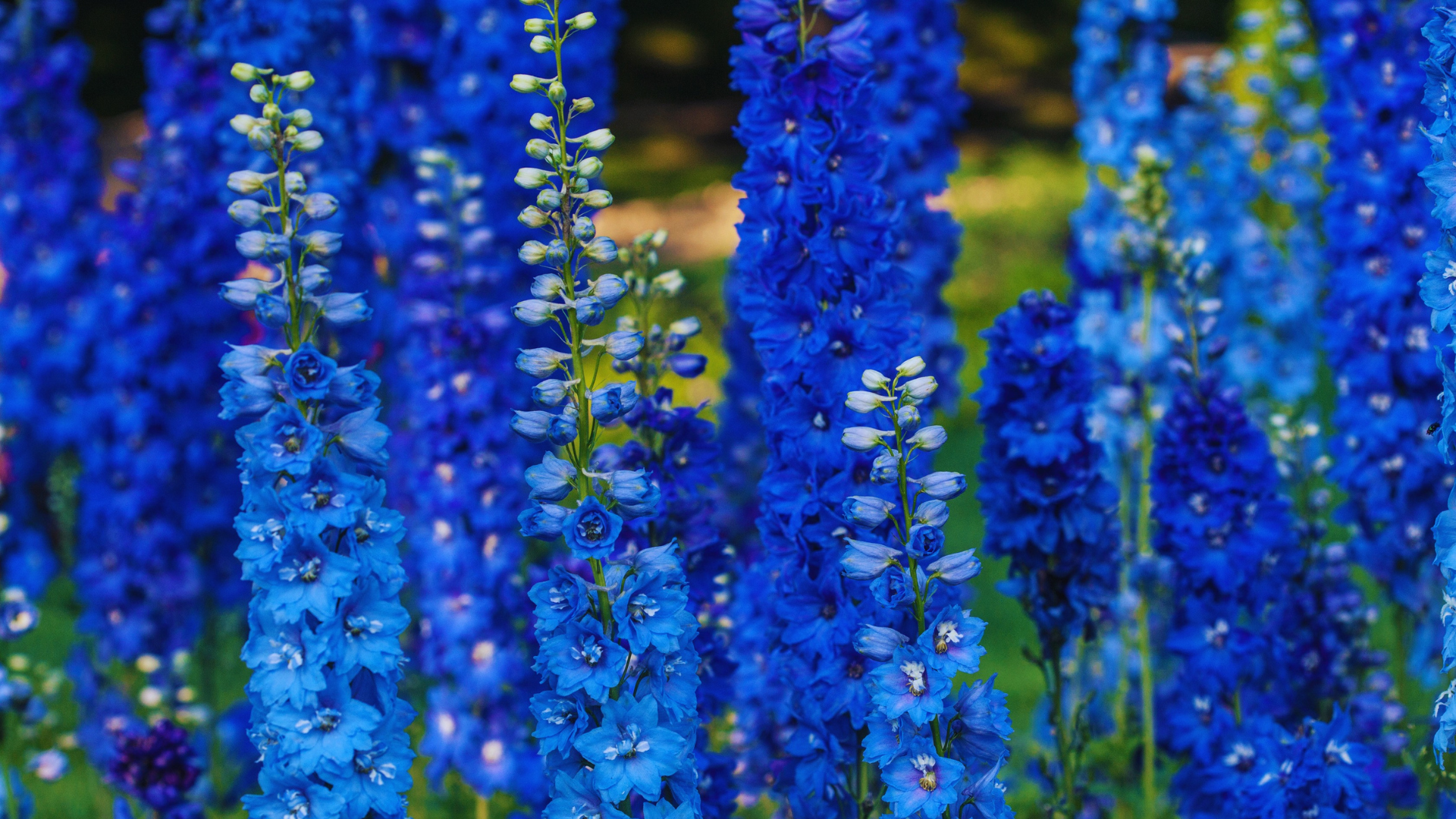 Can You Plant Delphiniums In Ericaceous Compost