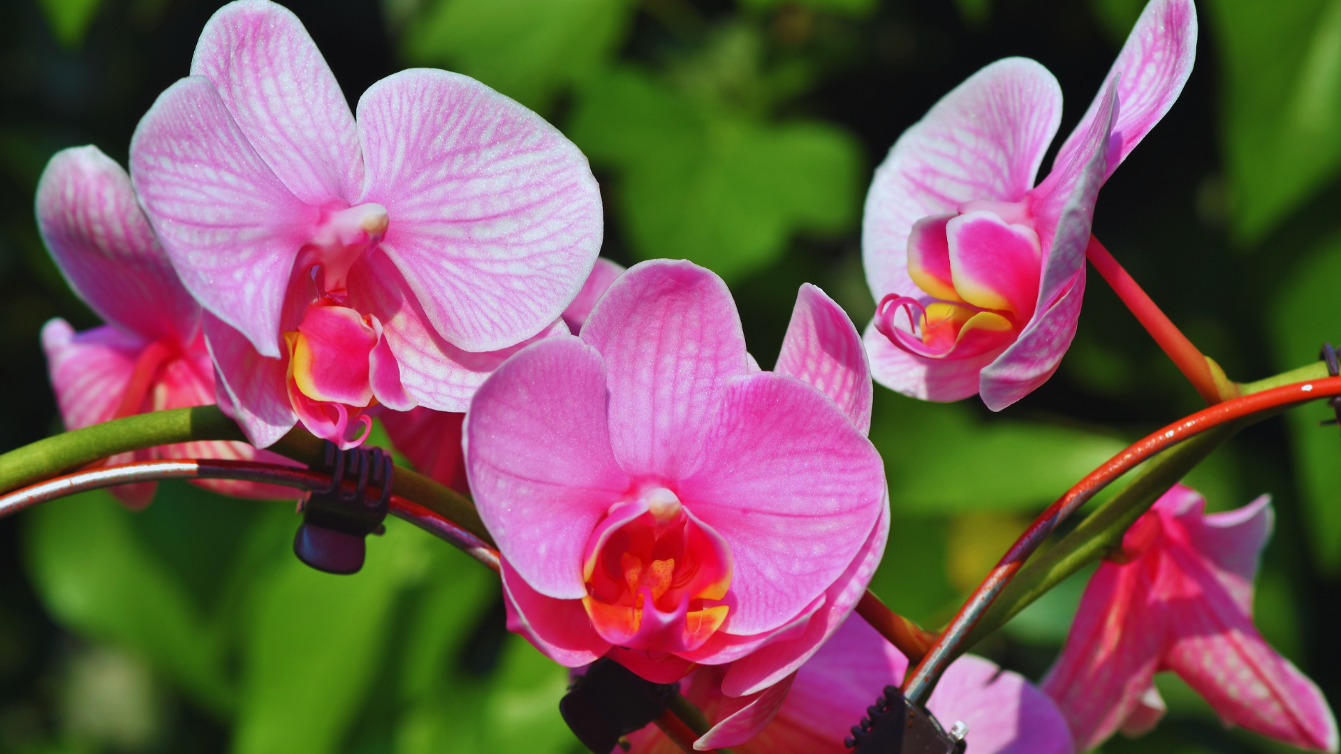 Can You Use Ericaceous Compost For Orchids