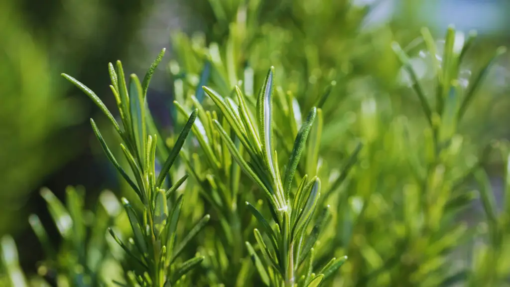 Can You Use Ericaceous Compost For Rosemary? Little Leafy