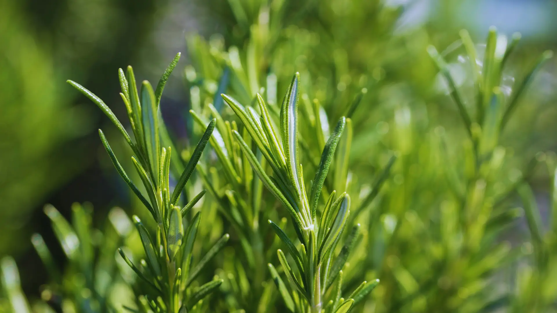 Can You Use Ericaceous Compost For Rosemary