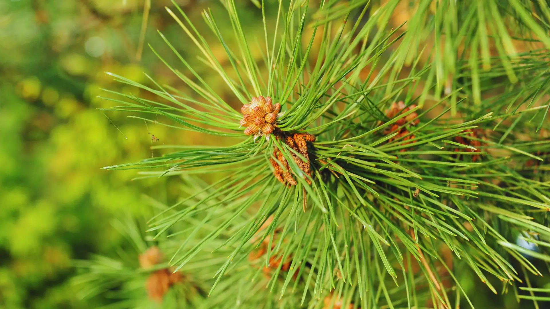Do Pine Needles Make Ericaceous Compost