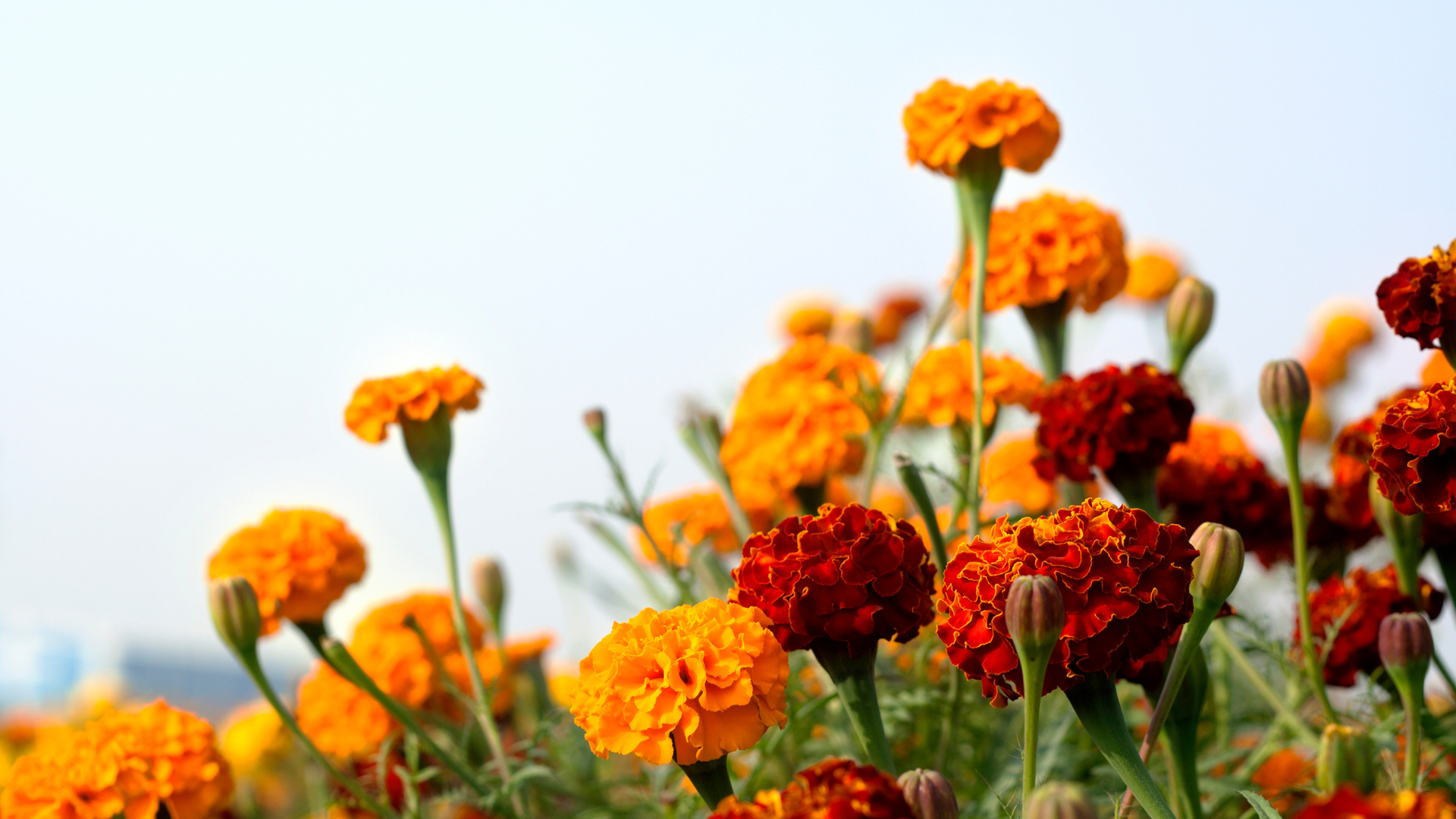 Can Marigolds Grow In Ericaceous Compost
