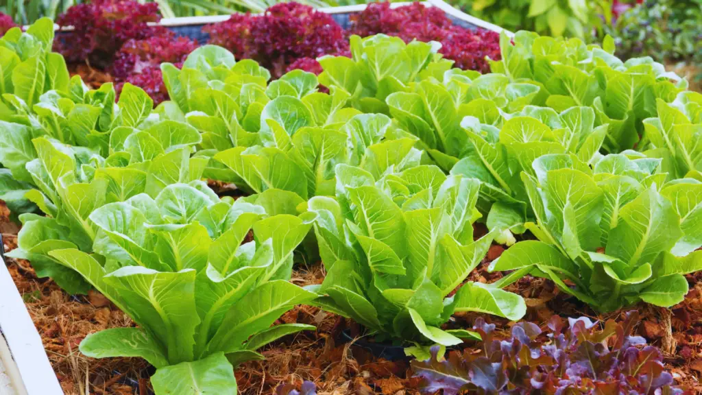 Can You Grow Lettuce In Ericaceous Compost? Little Leafy