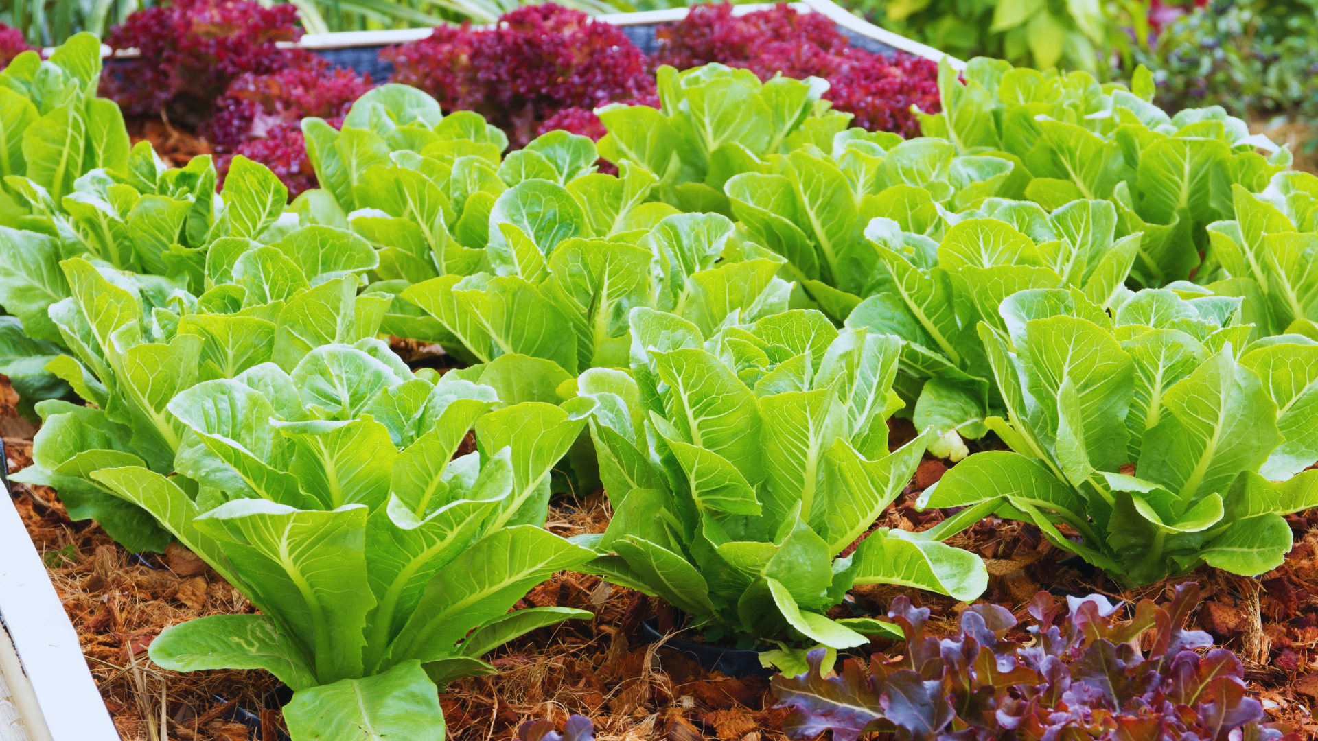 Can You Grow Lettuce In Ericaceous Compost