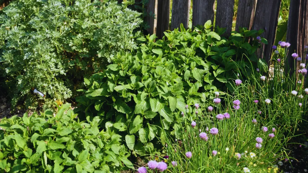 Can You Plant Herbs In Ericaceous Compost? Little Leafy