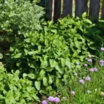 Can You Plant Herbs In Ericaceous Compost