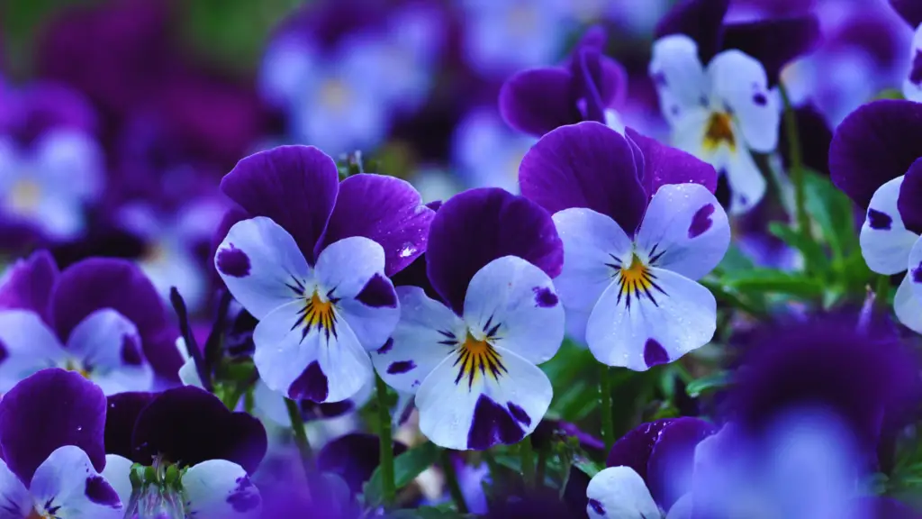 Can You Plant Violas In Ericaceous Compost? Little Leafy