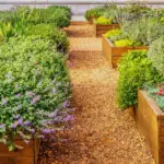 Can You Use Ericaceous Compost For Bedding Plants