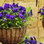 Can You Use Ericaceous Compost For Hanging Baskets
