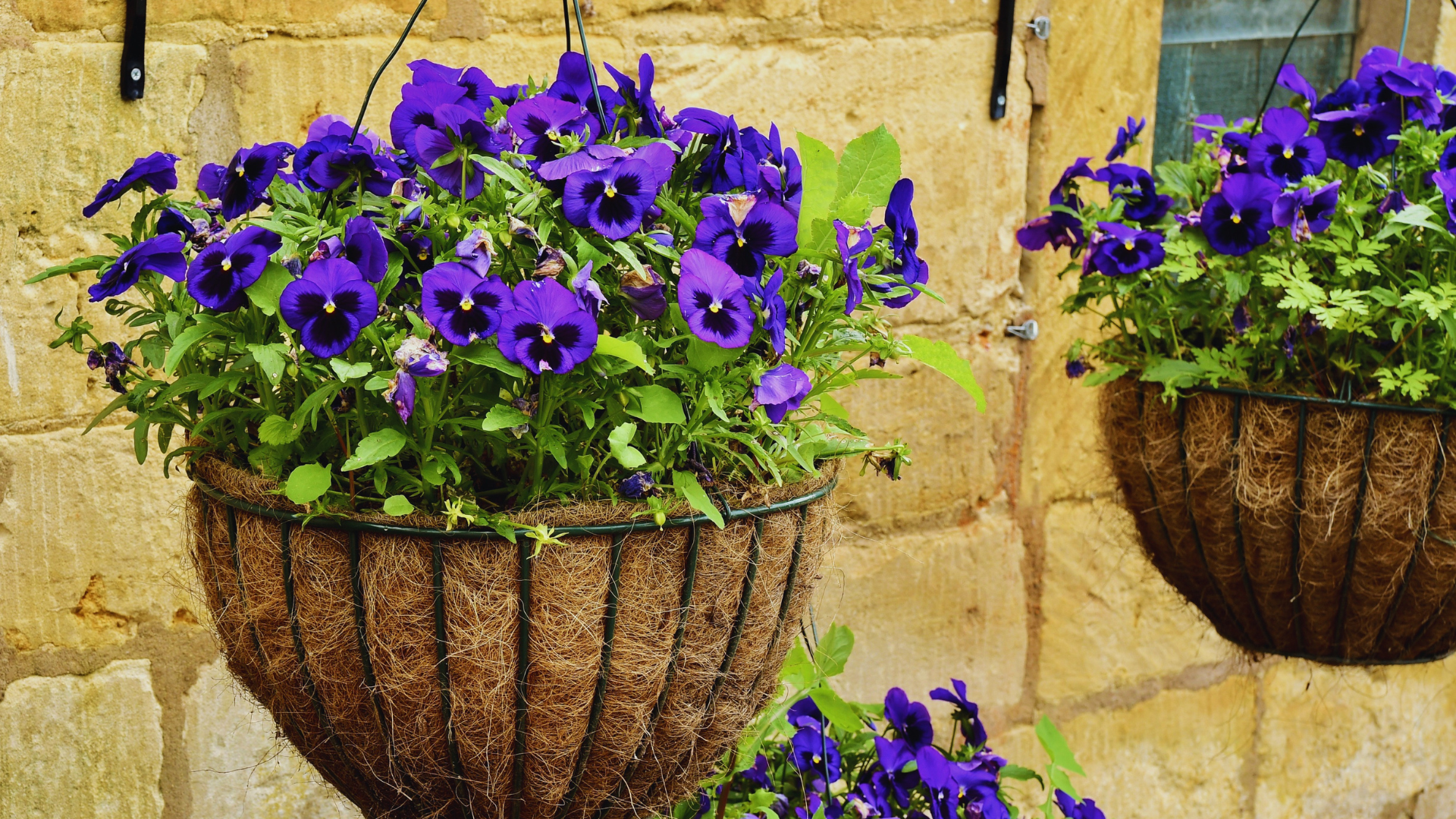 Can You Use Ericaceous Compost For Hanging Baskets