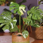 Can You Use Ericaceous Compost For Houseplants