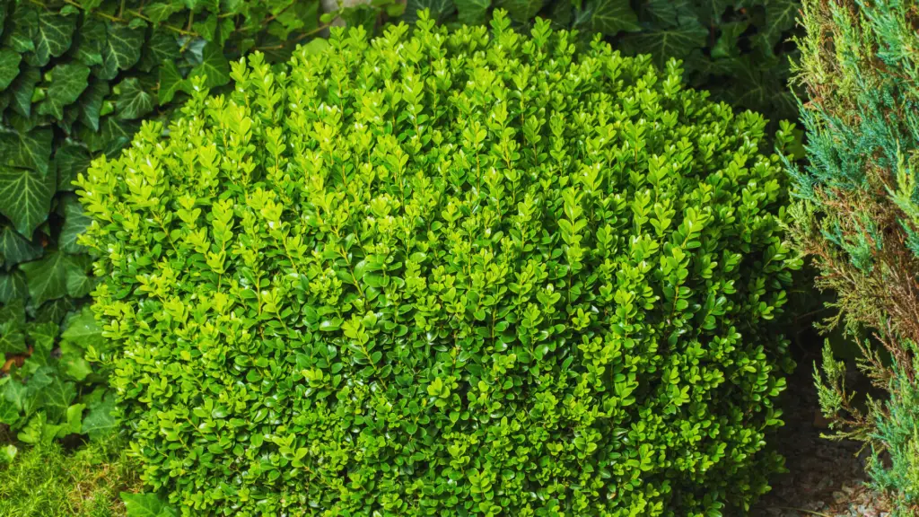 Do Box Plants (Buxus Sempervirens) Need Ericaceous Compost? - Little Leafy