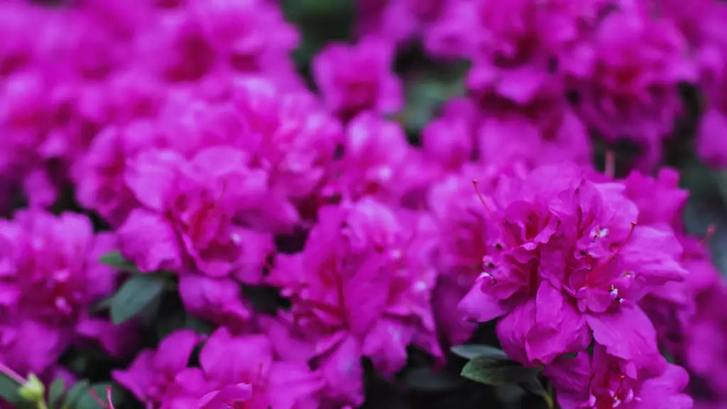 Do Azaleas Need Ericaceous Compost? Little Leafy