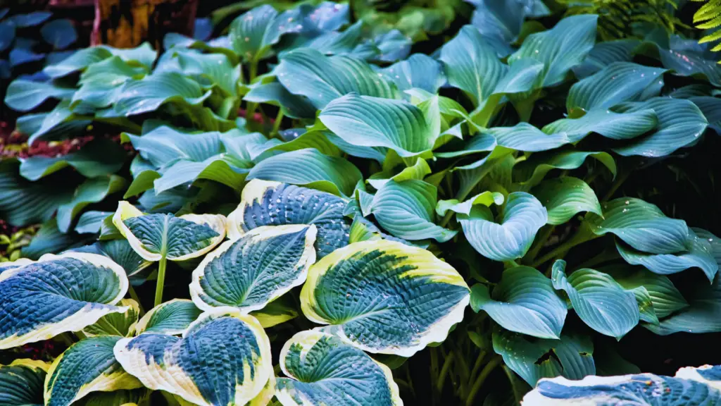 will coffee grounds keep deer away from hostas