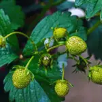 Do Strawberry Plants Like Coffee Grounds